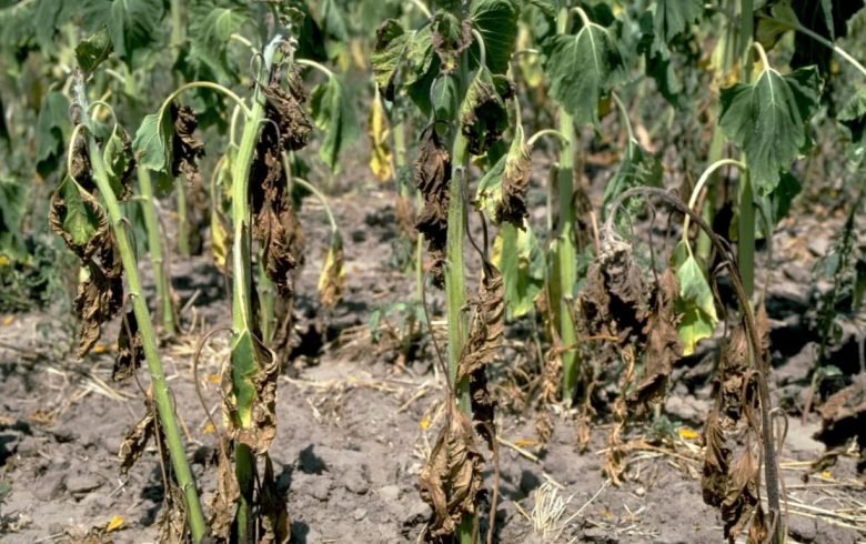 Verticillium damage