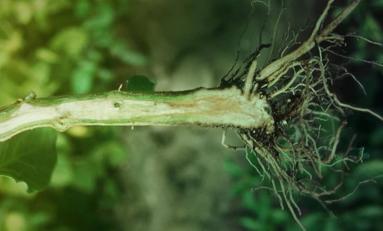 Stem-with-verticillosis-dissected