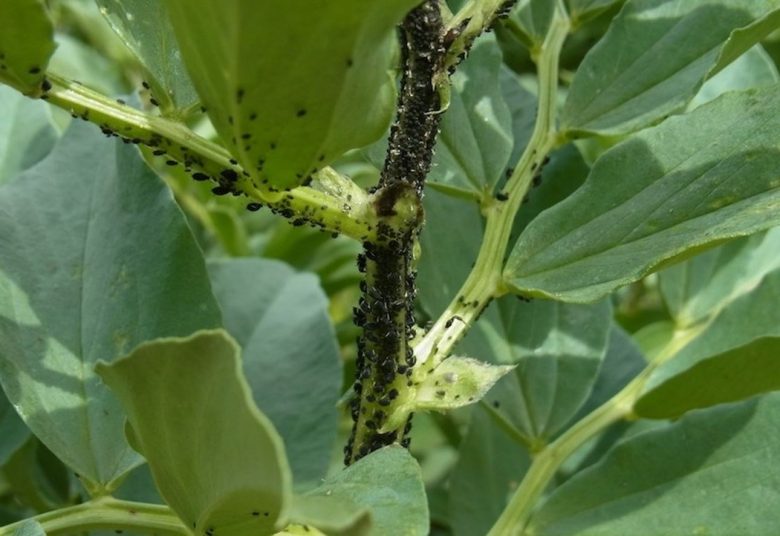 Black bean aphid