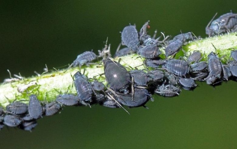 Black bean aphids