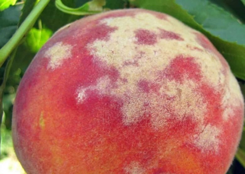 powdery mildew of the peach tree