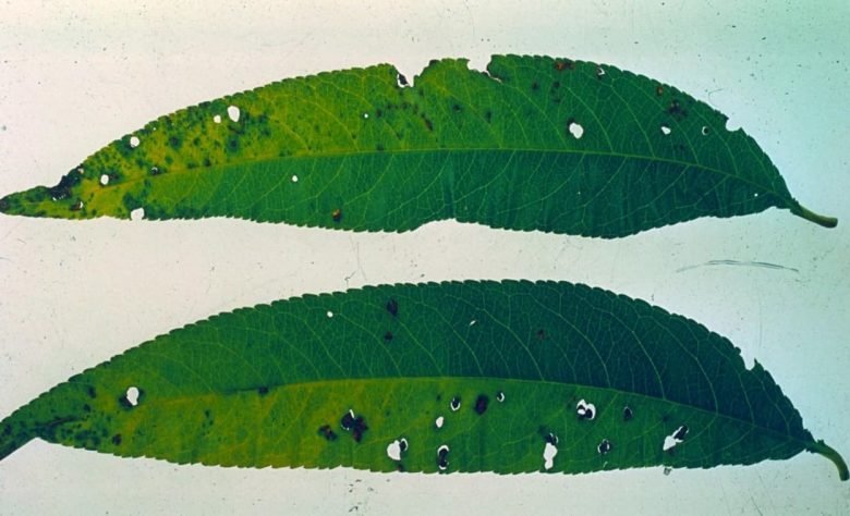 Peach disease bacteriosis