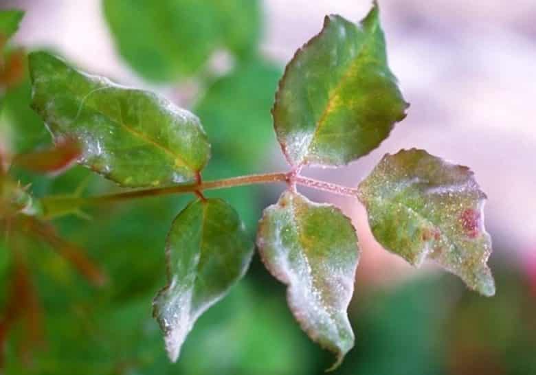 Powdery mildew of roses