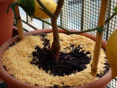 How to use ground lupins to fertilize plants