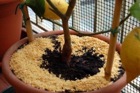 How to use ground lupins to fertilize plants