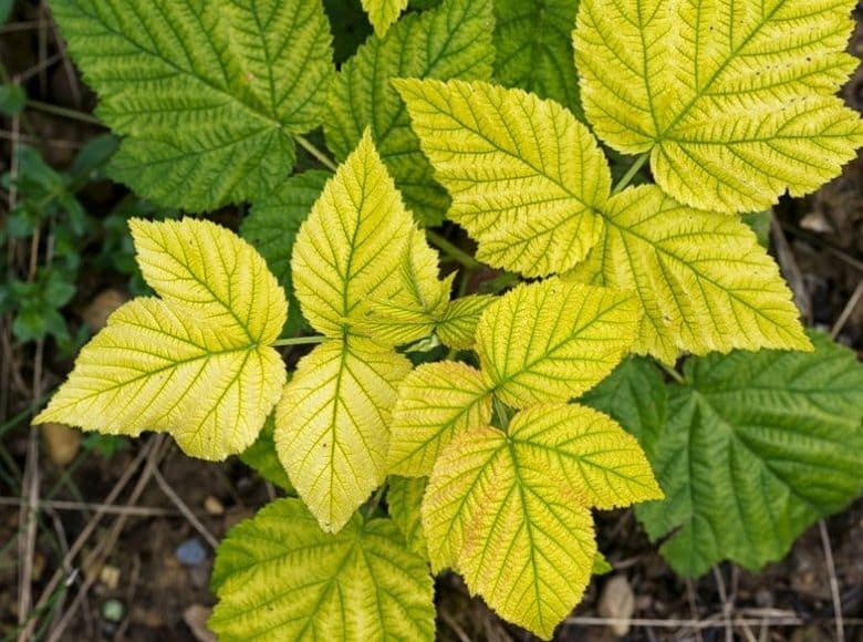 Leaf yellowing