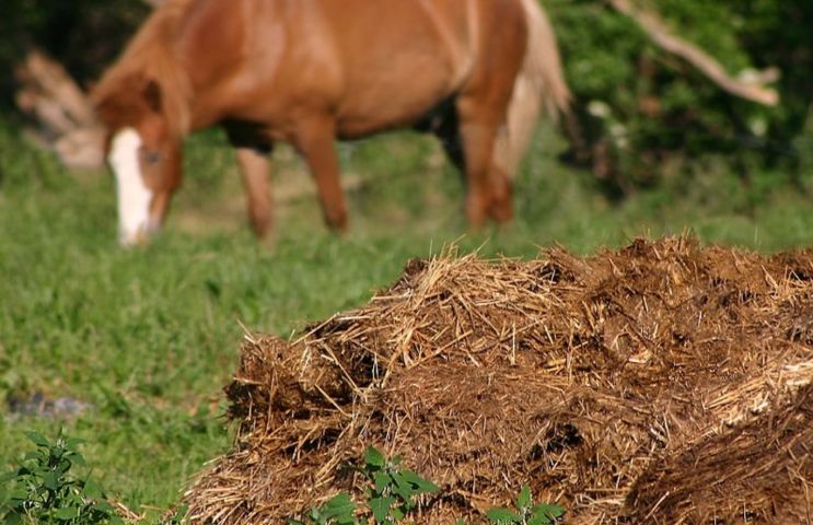 Horse manure