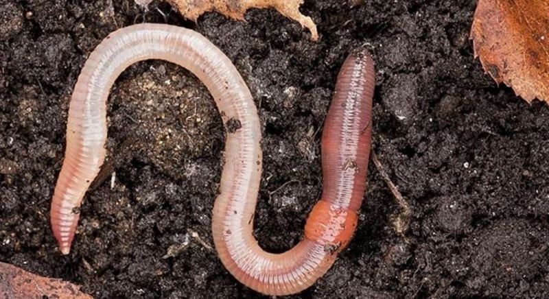 earthworm agricultural soil composition