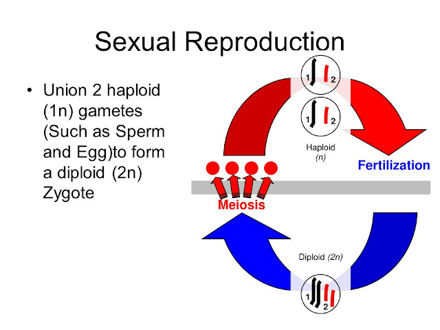 Sexual Reproduction