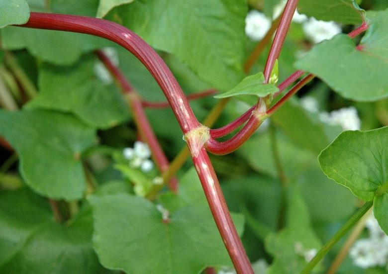 buckwheat stalk