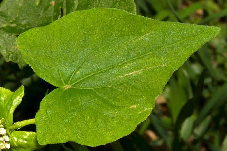 Buckwheat leaf