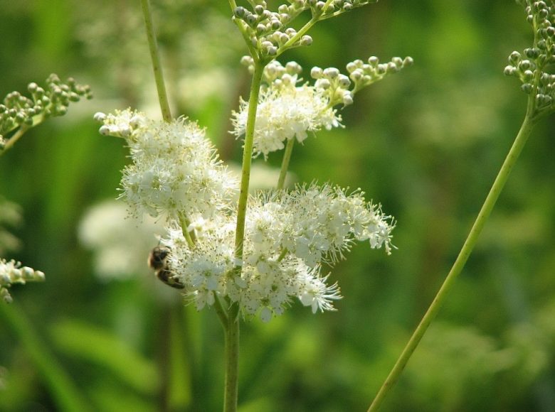 Meadowsweet flowers