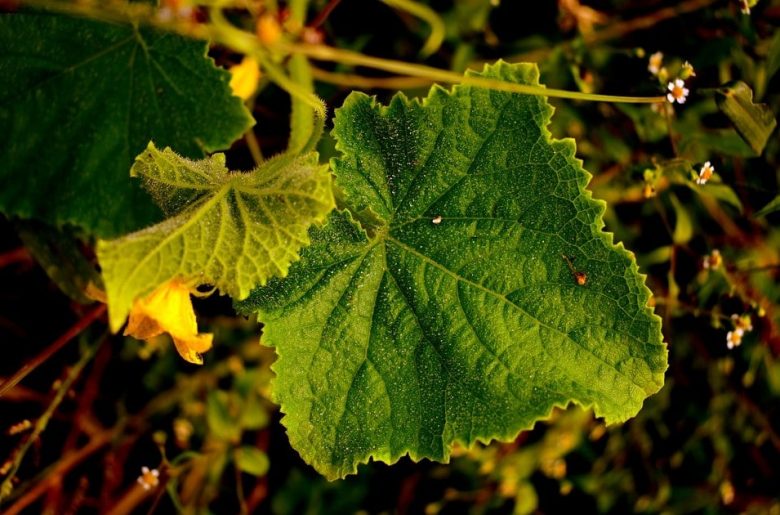 Cucumber leaf
