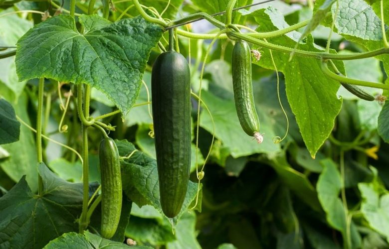 Cucumis sativus