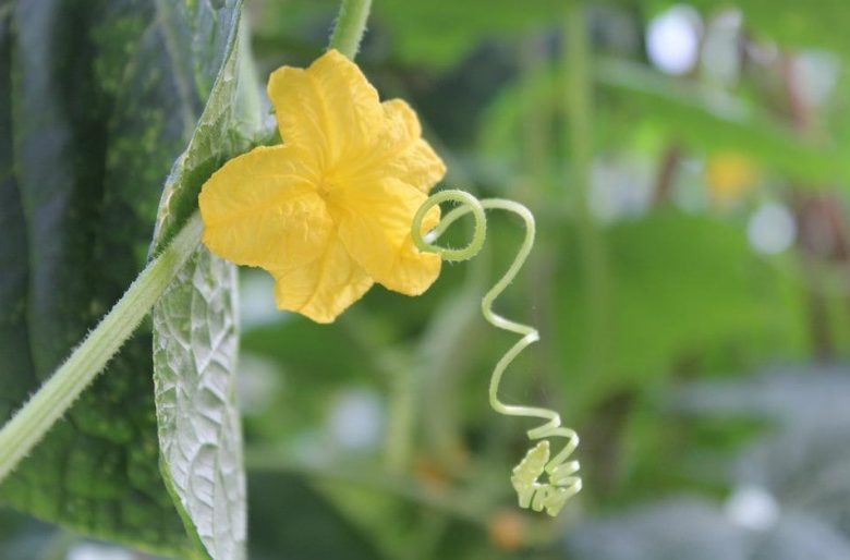 Flower with cirrus