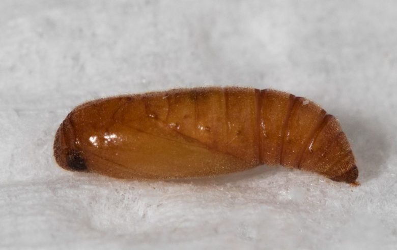 chrysalis of anarsia lineatella