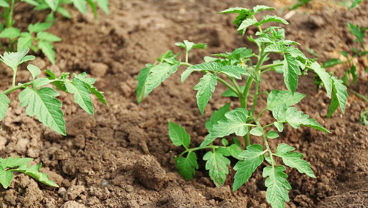 Freshly planted May tomatoes