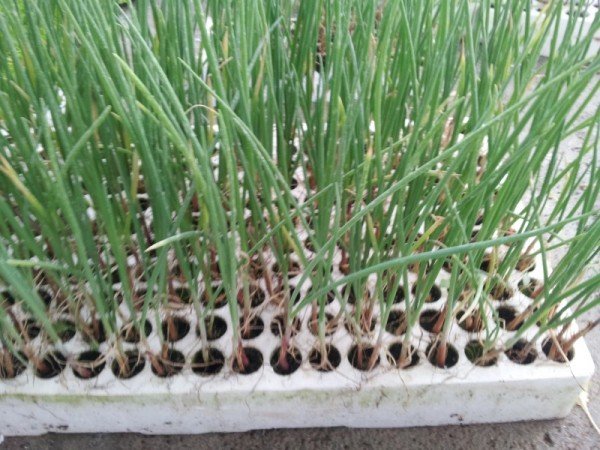 Onions in the seedbed