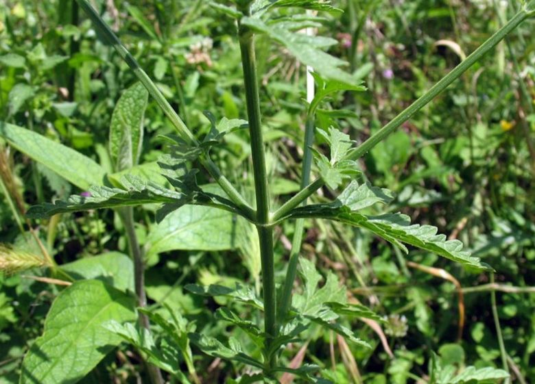 Verbena leaves