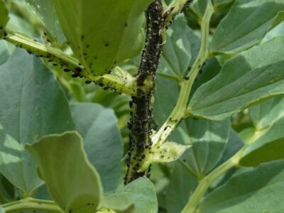 Black bean aphid (Aphis fabae).  Prevention and elimination