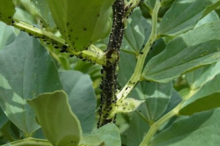 Black bean aphid (Aphis fabae).  Prevention and elimination