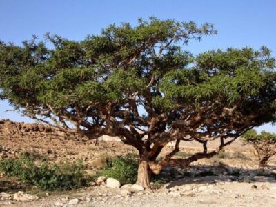 Myrrh (Commiphora myrrha).  Features and uses