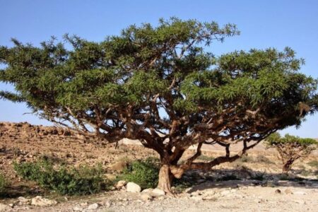 Myrrh (Commiphora myrrha).  Features and uses