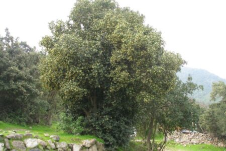 Boldo (Peumus boldus).  Characteristics, cultivation and uses