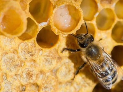 Royal jelly.  Production, benefits and uses
