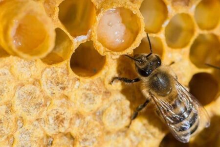 Royal jelly.  Production, benefits and uses