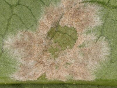 Ampelomyces quisqualis, a microorganism useful against powdery mildew