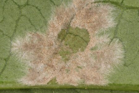 Ampelomyces quisqualis, a microorganism useful against powdery mildew