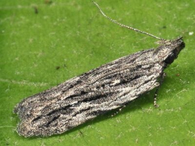 Anarsia lineatella.  Damage to stone fruit and biological defense