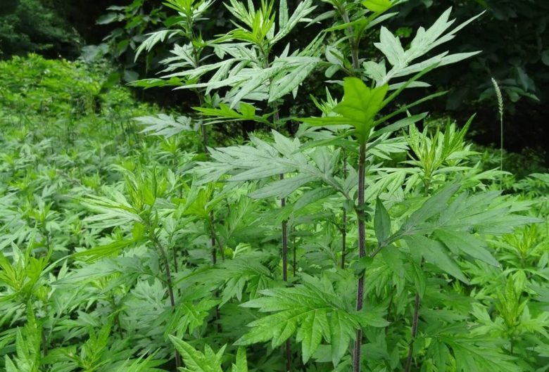 Common mugwort
