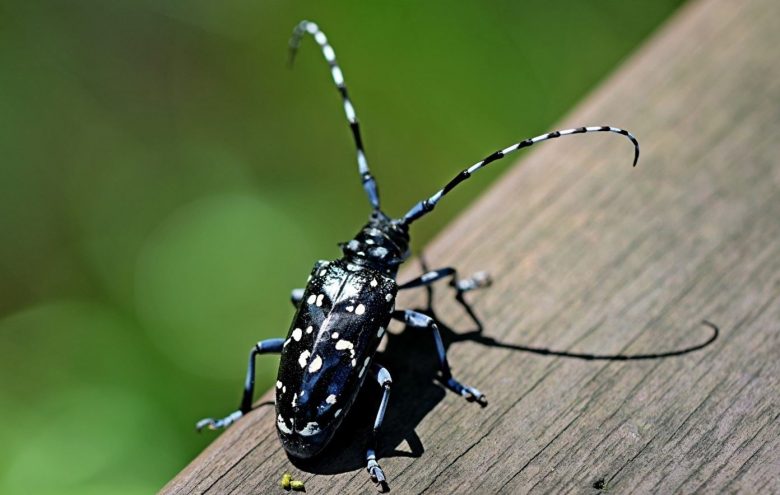 Adult Asian woodworm