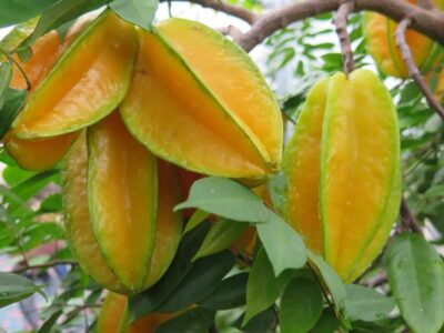 Averrhoa carambola, how to grow the star-shaped fruit