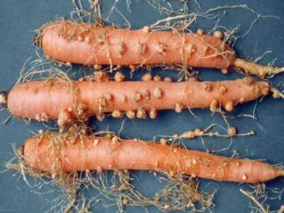 Bacillus firmus, how the biological nematodicide works