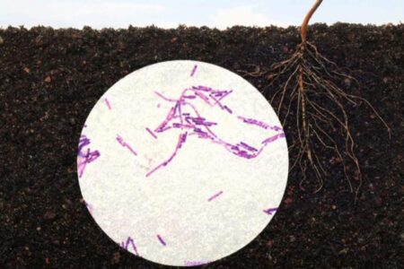 Bacillus subtilis, use in agriculture for the prevention of fungal diseases