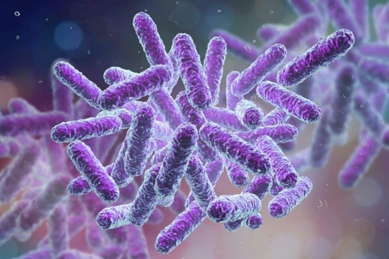 Bacillus subtilis under the microscope