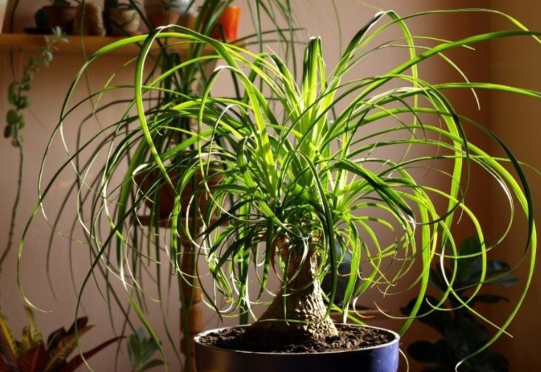 Beaucarnea recurvata
