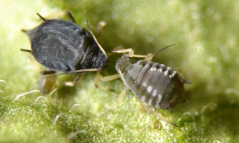 Two Aphis Fabae
