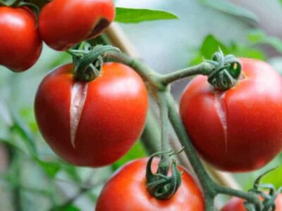 Why does the skin of tomatoes split?  Causes and remedies