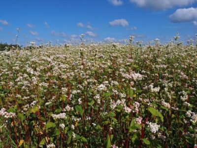 How to grow buckwheat