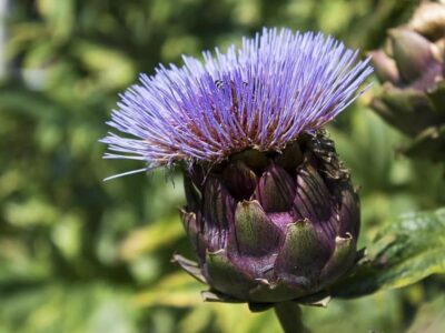 Artichoke (Cynara cardunculus scolymus).  Nutritional aspects and properties