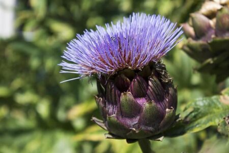 Artichoke (Cynara cardunculus scolymus).  Nutritional aspects and properties
