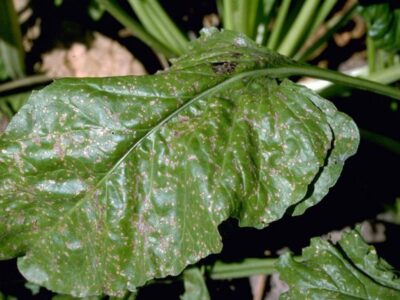 Cercosporiosi of chard.  How to prevent this harmful disease