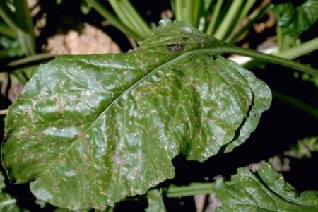 Cercosporiosi of chard.  How to prevent this harmful disease