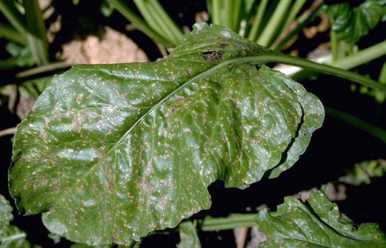 Cercospora beticola
