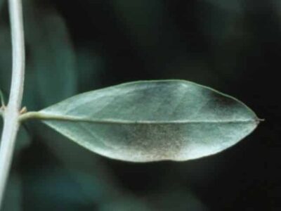 The cercosporiosis of the olive tree (or plumbing of the olive tree)