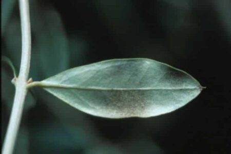 The cercosporiosis of the olive tree (or plumbing of the olive tree)